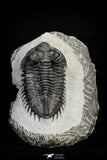 21257 - Great Collection of 15 Coltraneia effelesa Middle Devonian Trilobites