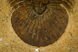30210 - Top Quality 1.61 Inch Scabriscutellum sp Middle Devonian Trilobite