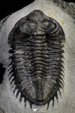21257 - Great Collection of 15 Coltraneia effelesa Middle Devonian Trilobites