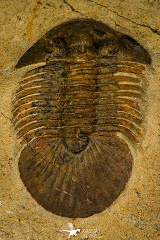 30210 - Top Quality 1.61 Inch Scabriscutellum sp Middle Devonian Trilobite