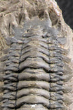 07373 - Gorgeous 3.02 Inch Crotalocephalina (Crotalocephalus) gibbus Lower Devonian Trilobite