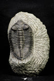 21257 - Great Collection of 15 Coltraneia effelesa Middle Devonian Trilobites