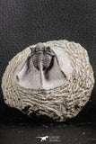 07374 - Top Well Prepared 1.47 Inch Cyphaspis (Otarion) cf. boutscharafinense Devonian Trilobite