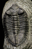21257 - Great Collection of 15 Coltraneia effelesa Middle Devonian Trilobites