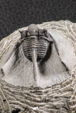 07374 - Top Well Prepared 1.47 Inch Cyphaspis (Otarion) cf. boutscharafinense Devonian Trilobite