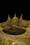 30210 - Top Quality 1.61 Inch Scabriscutellum sp Middle Devonian Trilobite