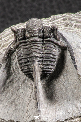 07374 - Top Well Prepared 1.47 Inch Cyphaspis (Otarion) cf. boutscharafinense Devonian Trilobite