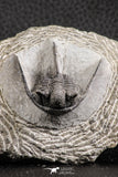 07374 - Top Well Prepared 1.47 Inch Cyphaspis (Otarion) cf. boutscharafinense Devonian Trilobite