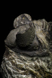 21257 - Great Collection of 15 Coltraneia effelesa Middle Devonian Trilobites
