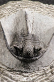 07374 - Top Well Prepared 1.47 Inch Cyphaspis (Otarion) cf. boutscharafinense Devonian Trilobite
