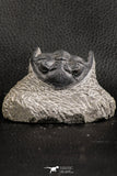 07375 - Nicely Preserved 2.14 Inch Hollardops merocristata Middle Devonian Trilobite