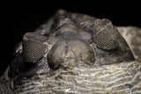 21257 - Great Collection of 15 Coltraneia effelesa Middle Devonian Trilobites