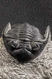 07375 - Nicely Preserved 2.14 Inch Hollardops merocristata Middle Devonian Trilobite