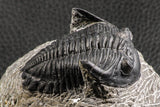 07375 - Nicely Preserved 2.14 Inch Hollardops merocristata Middle Devonian Trilobite