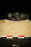 30211 - Finest Quality 2.72 Inch  Zlichovaspis rugosa Lower Devonian Trilobite