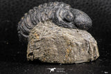 07376 - Beautiful 1.91 Inch Reedops sp Lower Devonian Trilobite
