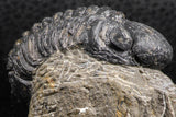 07376 - Beautiful 1.91 Inch Reedops sp Lower Devonian Trilobite