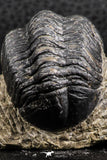 07376 - Beautiful 1.91 Inch Reedops sp Lower Devonian Trilobite