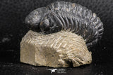 07376 - Beautiful 1.91 Inch Reedops sp Lower Devonian Trilobite