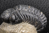 07376 - Beautiful 1.91 Inch Reedops sp Lower Devonian Trilobite