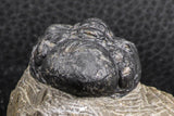 07376 - Beautiful 1.91 Inch Reedops sp Lower Devonian Trilobite