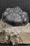 07376 - Beautiful 1.91 Inch Reedops sp Lower Devonian Trilobite