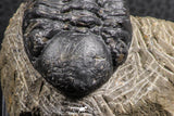 07376 - Beautiful 1.91 Inch Reedops sp Lower Devonian Trilobite