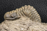07377 - Gorgeous 1.99 Inch Crotalocephalina (Crotalocephalus) gibbus Lower Devonian Trilobite