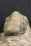 07377 - Gorgeous 1.99 Inch Crotalocephalina (Crotalocephalus) gibbus Lower Devonian Trilobite