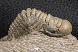 07377 - Gorgeous 1.99 Inch Crotalocephalina (Crotalocephalus) gibbus Lower Devonian Trilobite