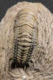 07377 - Gorgeous 1.99 Inch Crotalocephalina (Crotalocephalus) gibbus Lower Devonian Trilobite