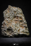 21258 - New Unpublished Complete Iron IAB Meteorite 2553g Fallen in Algeria