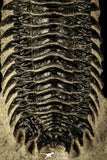30214 - Gorgeous 3.21 Inch Crotalocephalina (Crotalocephalus) gibbus Lower Devonian Trilobite
