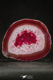 20253 -  Extremely Beautiful 5.20 Inch Brazilian Agate Slice (Chalcedony Geode Section)