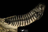 30214 - Gorgeous 3.21 Inch Crotalocephalina (Crotalocephalus) gibbus Lower Devonian Trilobite