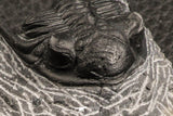 07378 - Top Rare 1.39 Inch Saharops bensaidi Lower Devonian Trilobite