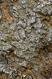 21258 - New Unpublished Complete Iron IAB Meteorite 2553g Fallen in Algeria
