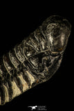 30214 - Gorgeous 3.21 Inch Crotalocephalina (Crotalocephalus) gibbus Lower Devonian Trilobite
