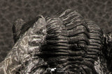 07378 - Top Rare 1.39 Inch Saharops bensaidi Lower Devonian Trilobite