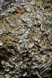 21258 - New Unpublished Complete Iron IAB Meteorite 2553g Fallen in Algeria