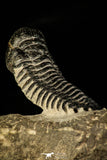 30214 - Gorgeous 3.21 Inch Crotalocephalina (Crotalocephalus) gibbus Lower Devonian Trilobite