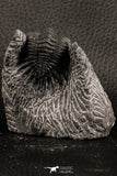 07378 - Top Rare 1.39 Inch Saharops bensaidi Lower Devonian Trilobite