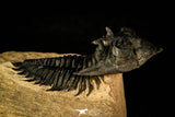 30215 - Top Beautiful 2.09 Inch Metacanthina issoumourensis Lower Devonian