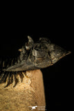 30215 - Top Beautiful 2.09 Inch Metacanthina issoumourensis Lower Devonian