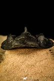 30215 - Top Beautiful 2.09 Inch Metacanthina issoumourensis Lower Devonian