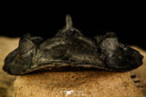 30215 - Top Beautiful 2.09 Inch Metacanthina issoumourensis Lower Devonian