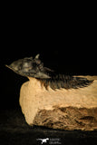 30215 - Top Beautiful 2.09 Inch Metacanthina issoumourensis Lower Devonian