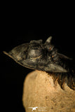 30215 - Top Beautiful 2.09 Inch Metacanthina issoumourensis Lower Devonian