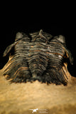 30215 - Top Beautiful 2.09 Inch Metacanthina issoumourensis Lower Devonian