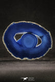 20255 -  Extremely Beautiful 5.09 Inch Brazilian Agate Slice (Chalcedony Geode Section)